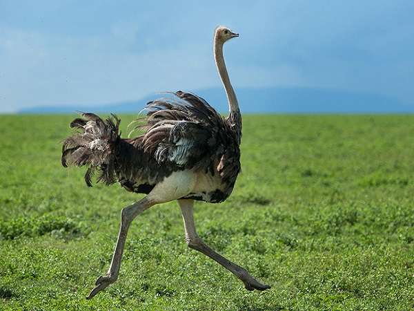 Đà điểu Châu Phi mới là loài chim lớn nhất thế giới