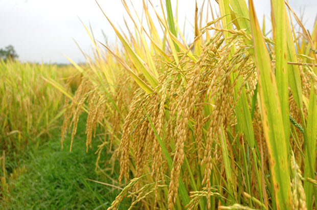 Nằm mơ thấy lúa gạo là điềm báo gì, có ý nghĩa gì trong cuộc sống?
